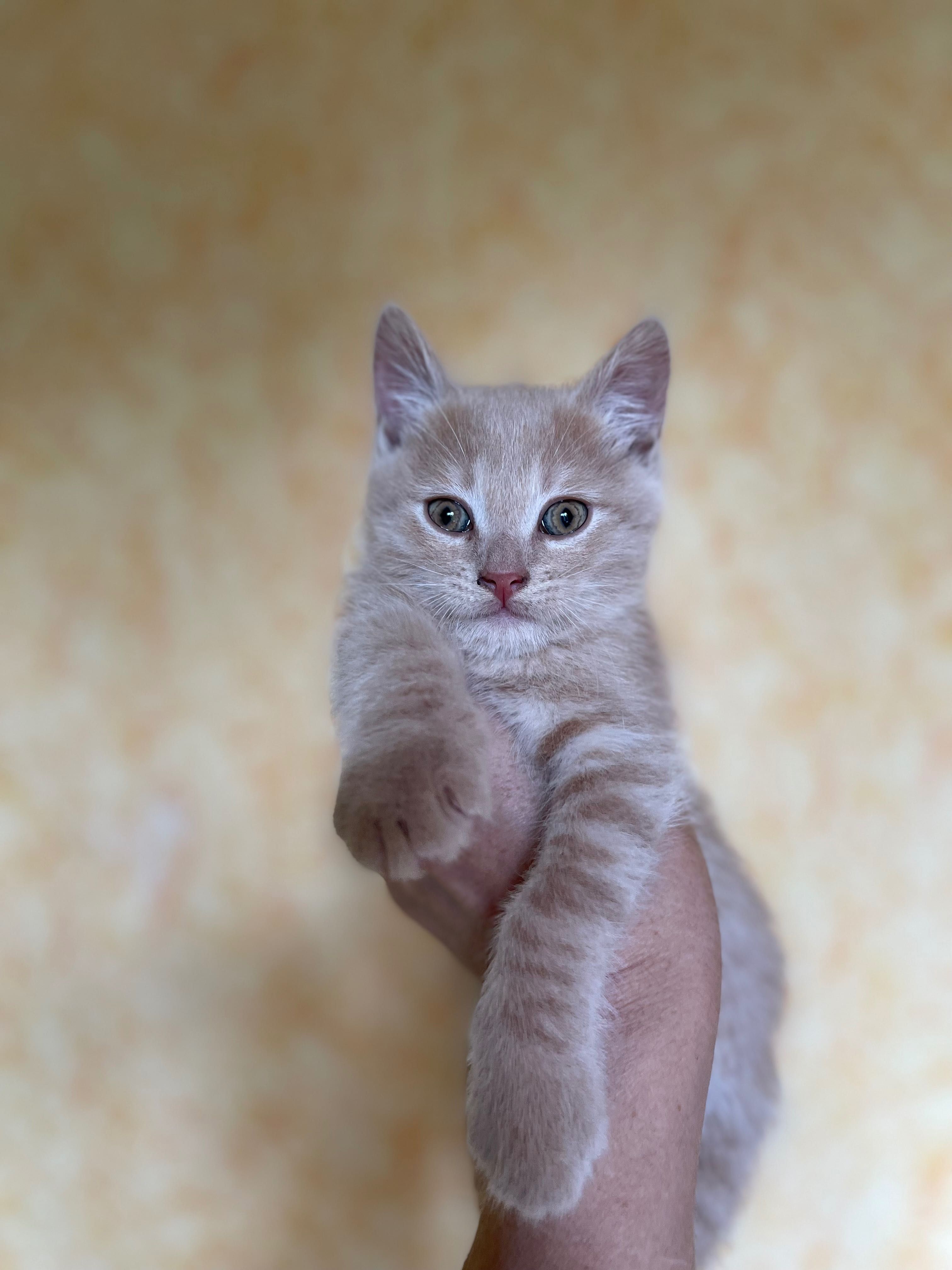 Котята отдам котенок девочка