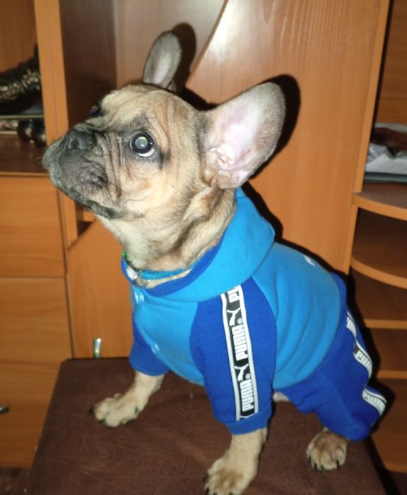 Французькі бульдожки