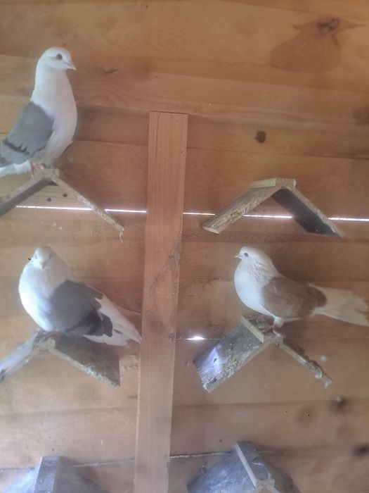 Gołębie orliki boki