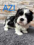 Piękny piesek SHIH-TZU