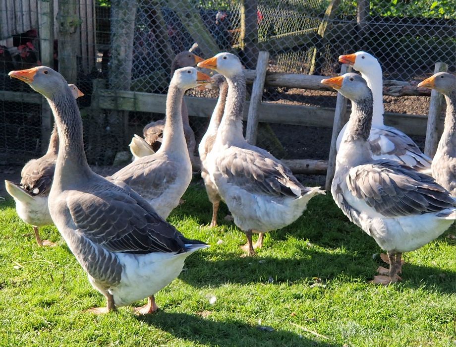 Sprzedam Gęsi młode