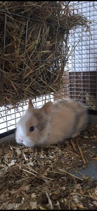 Króliki miniaturki młode