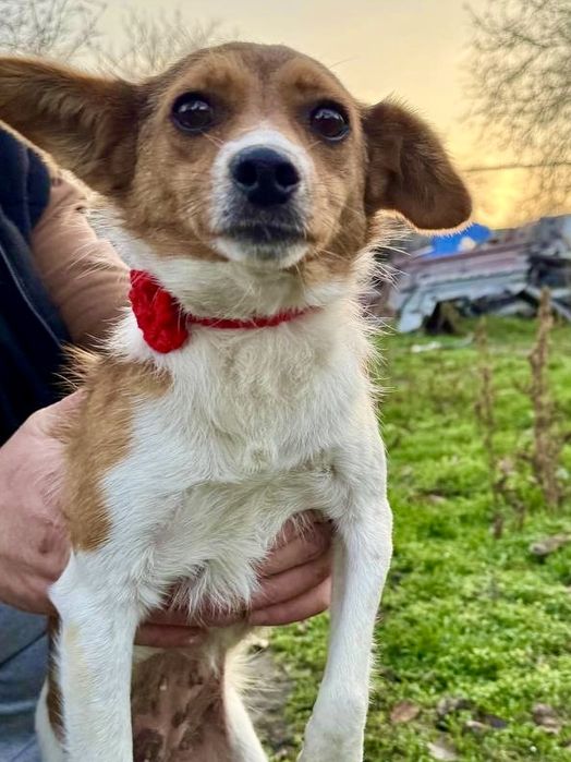 Соня ищет хороший дом