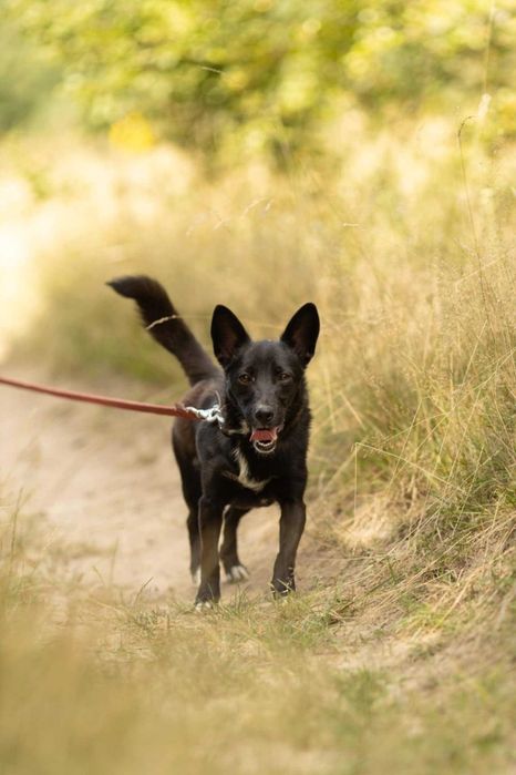 Kochana, zagubiona KIARA szuka domu !! Do adopcji !!