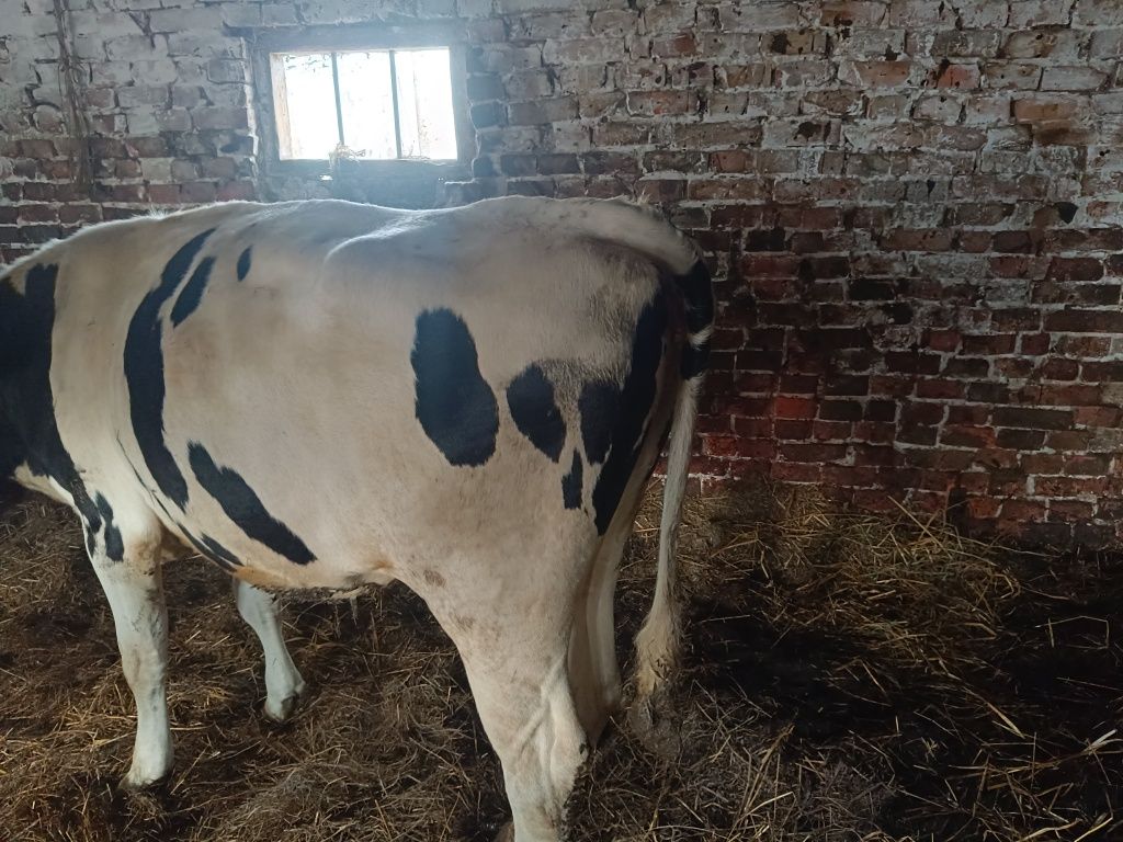 jałówkę hf do zacielenia