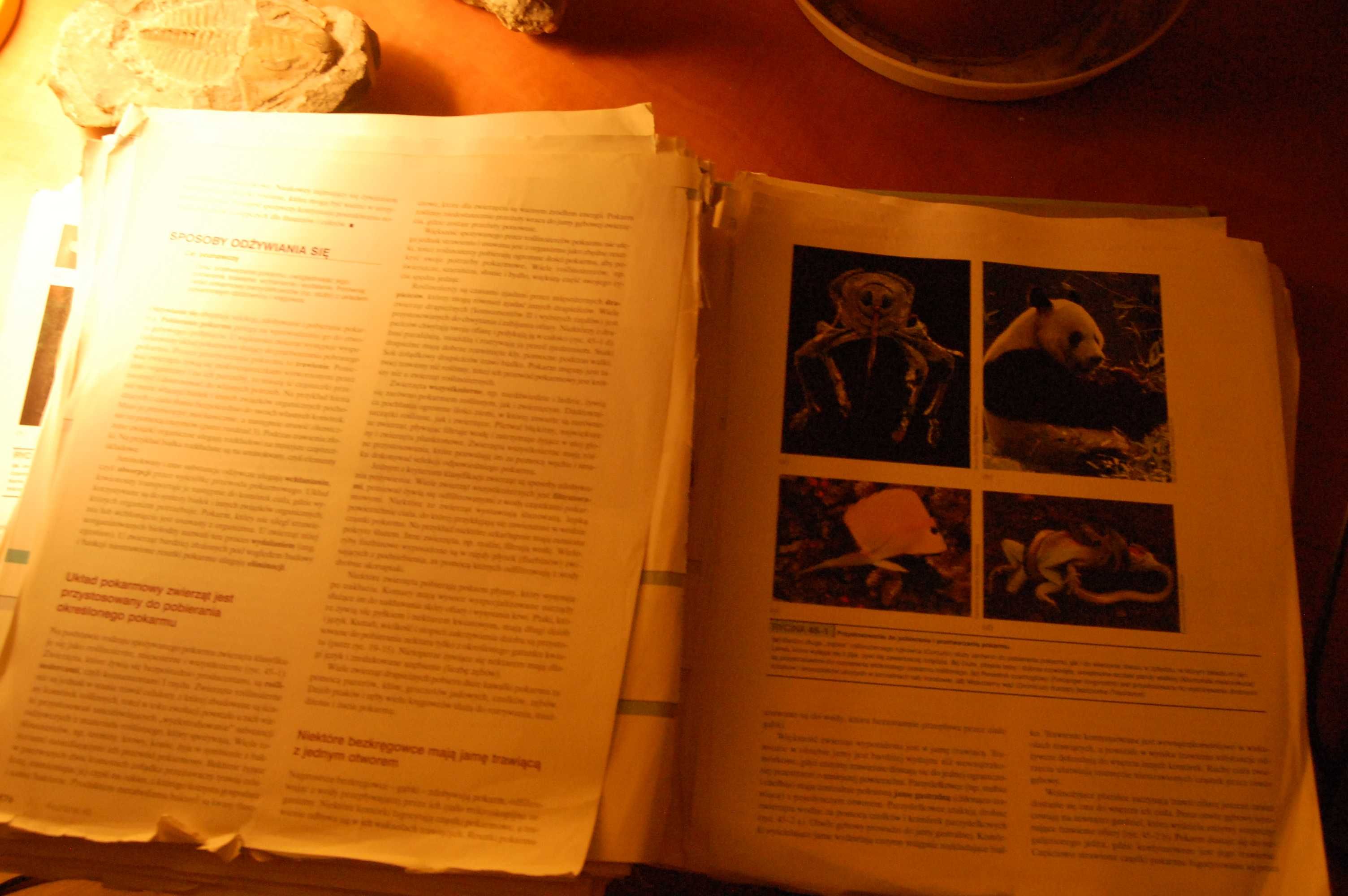 Biologia Diana W. Martin, Eldra P. Solomon, Linda R. Berg