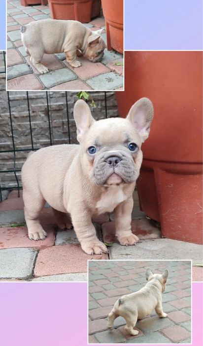 Голубопалевый мальчик красавец мини