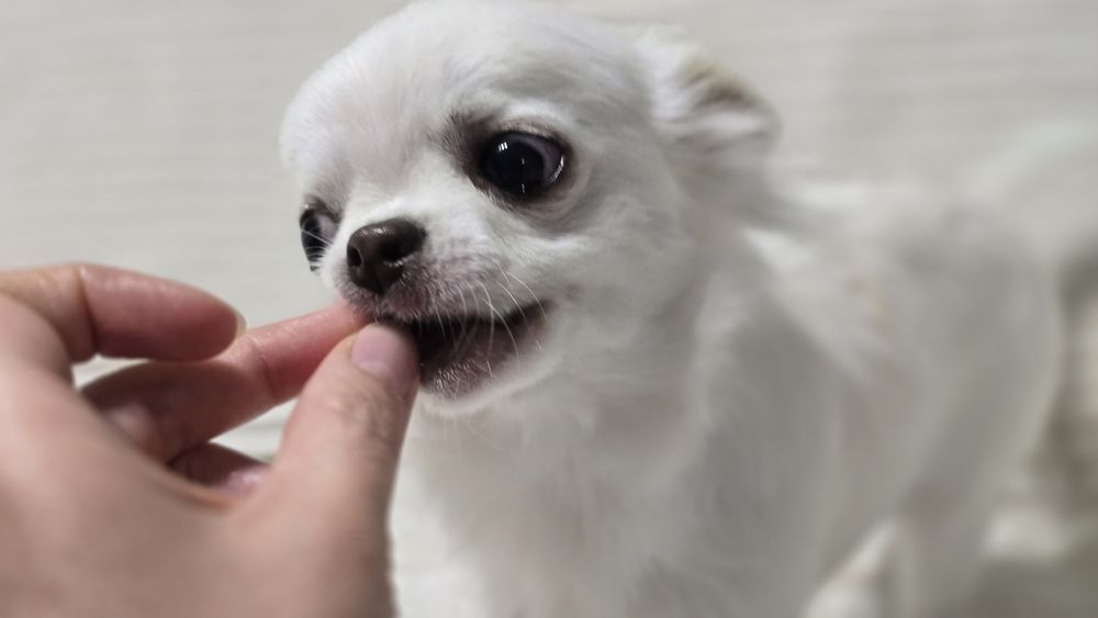 Chihuahua chłopczyk