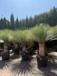 Yucca rostrata – Jukka rostrata - Mrozoodporna