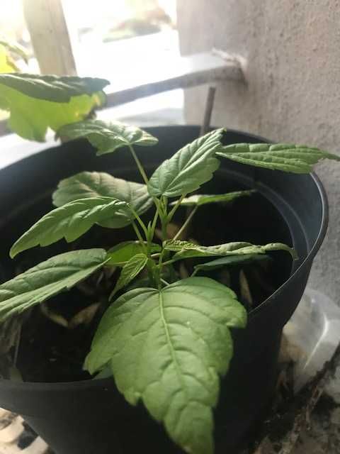 Acer Negundo (arvore de folhagem frondosa e fresca)