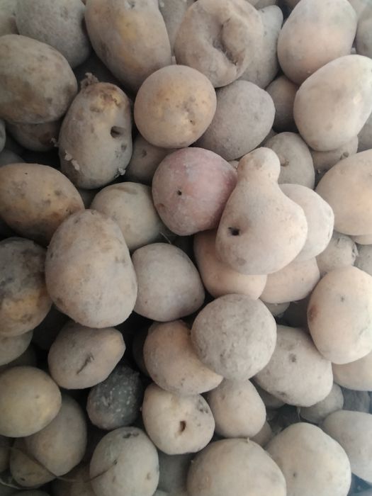 Odpady ziemniaków ziemniaki