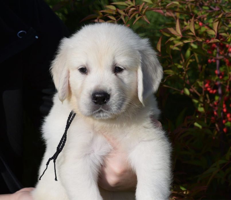 Хлопчик Золотистий Ретривер