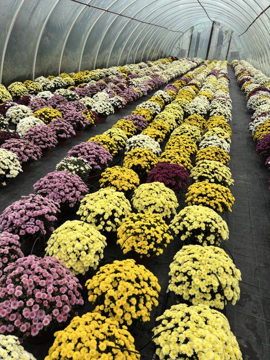 Chryzantemy doniczkowe