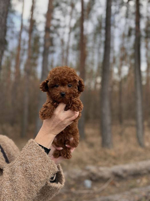 Мальтіпу той пудель мальтипу