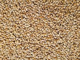 Kukurydza, pszenica, jęczmień w workach po 25 kg