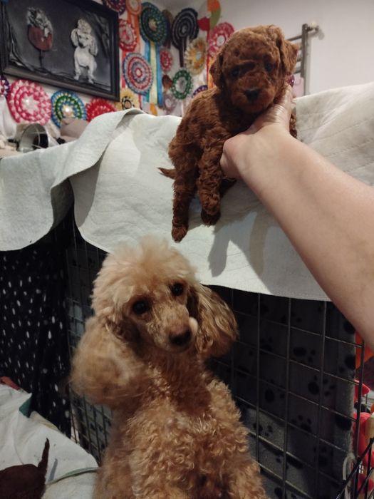 Pudel miniaturowy ciemny Red