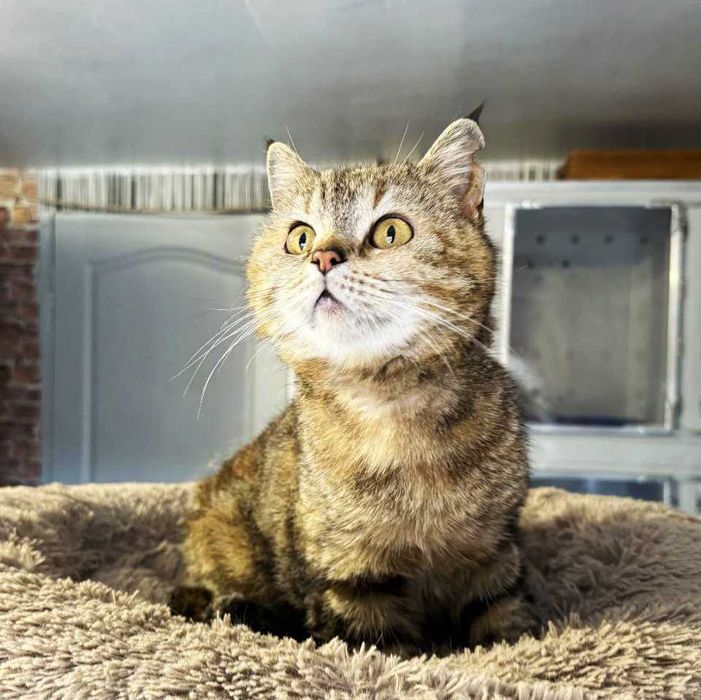 Хорошенькая Лия очень ждет СВОЕГО ЧЕЛОВЕКА! Кошка (стерил) 3 года