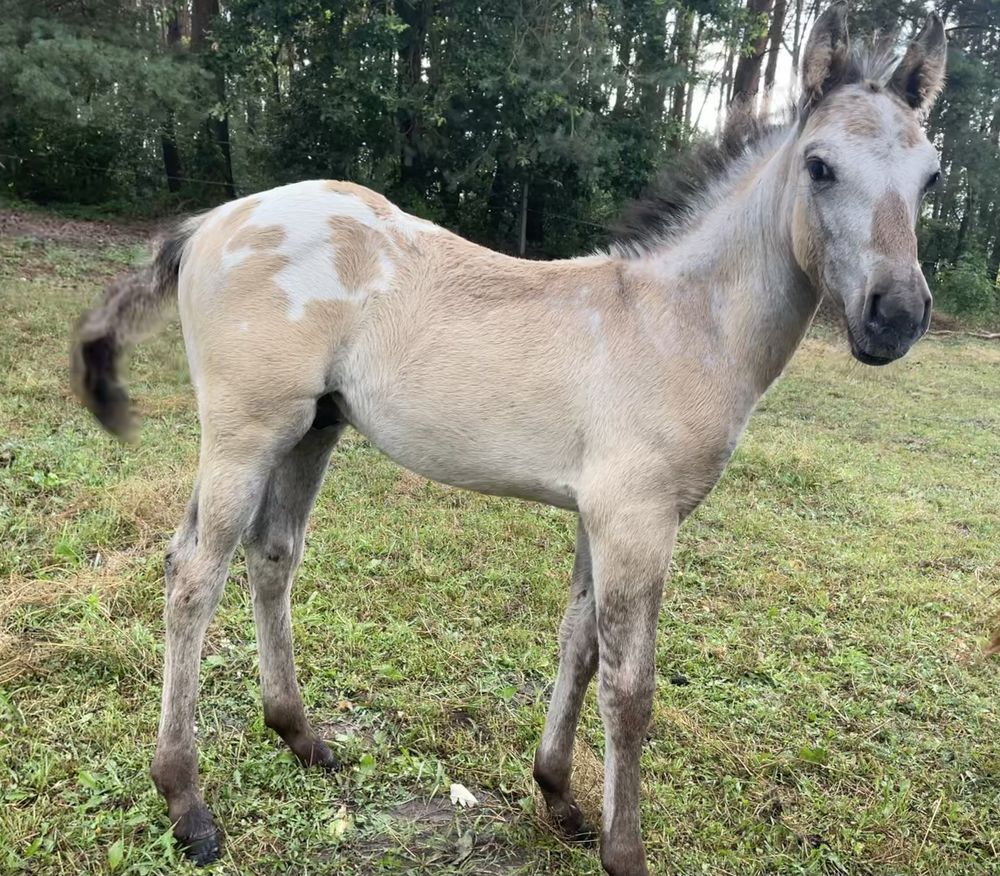 Tegoroczny Ogierek hucuł x appaloosa