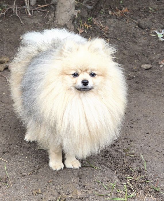 Pomeranian szpic miniaturowy zkwp FCI
