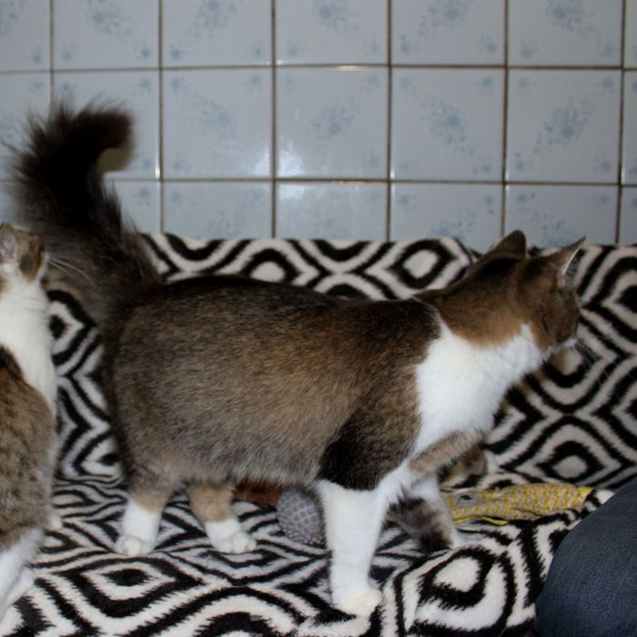 Кошечке нужен дом