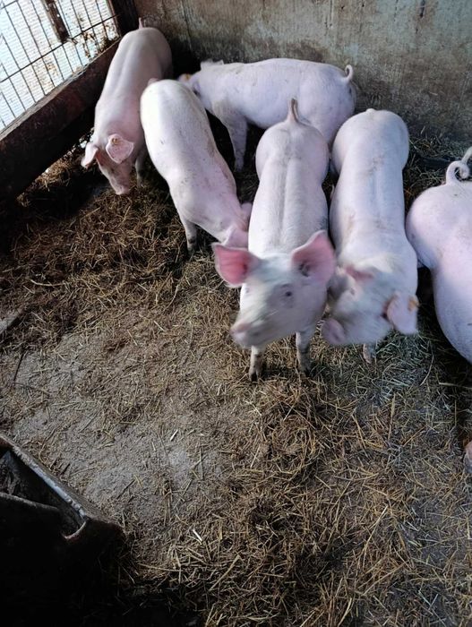 Tucznik/świnia/prosięta