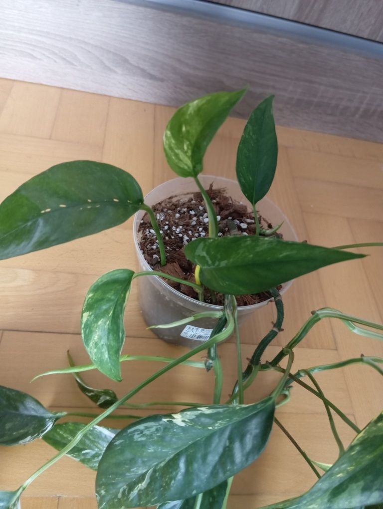 Kielce epipremnum pinnatum variegata