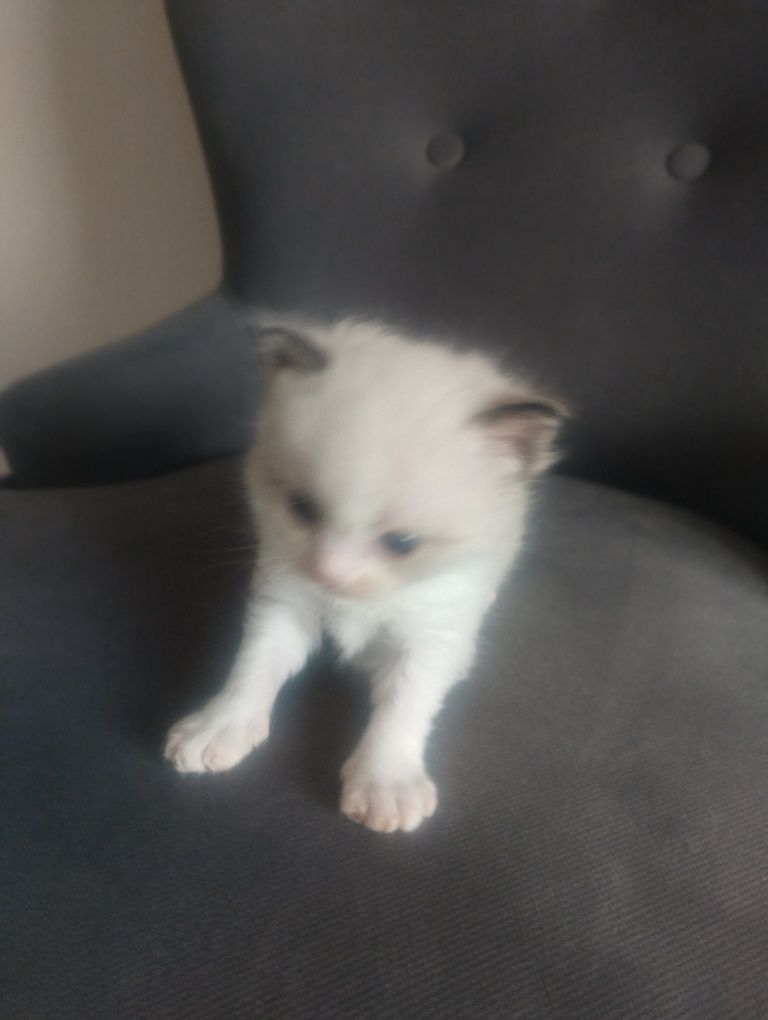 Kotka  rasy RAGDOLL z rodowodem FPL FIFE