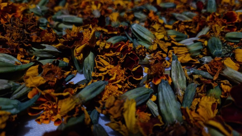 Сушені квіти чорнобривців