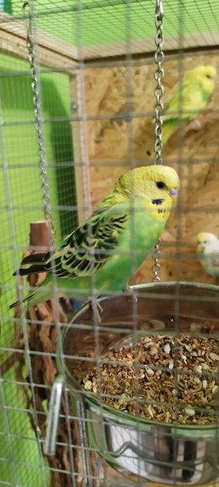 Witam sprzedam papugi faliste w różnych kolorach