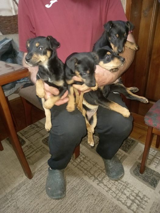 продам цуценята ягтерєра