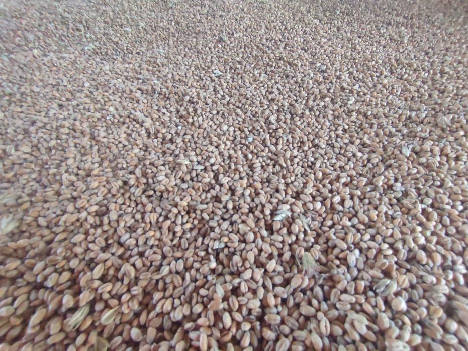 Pszenica  RGT Bilanz