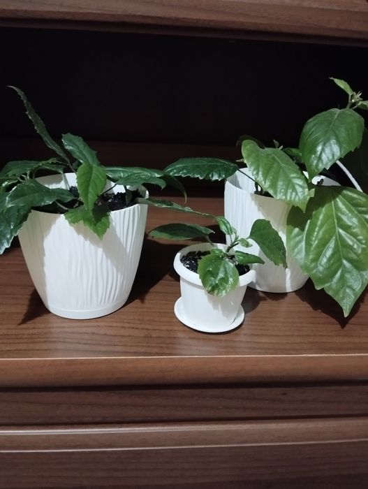 Продаю кімнаті рослини від 70 грн.  в Миколаєві