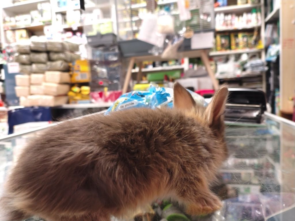 Królik miniaturowy