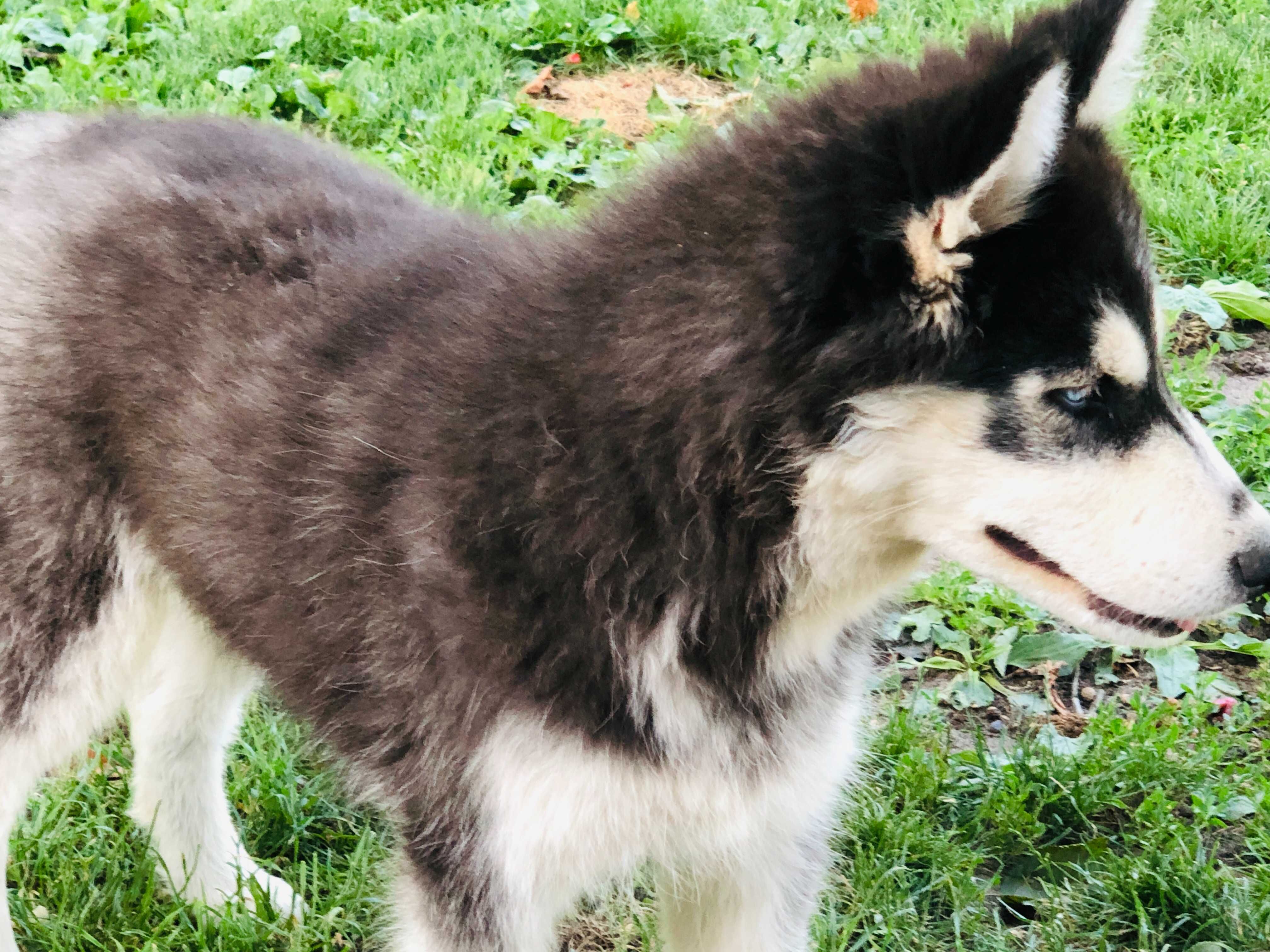 Husky niebieskooki piesek
