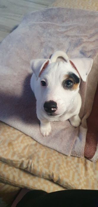 Szczeniaczek Jack Russell Terrier –  piesek Leo    

Suczk