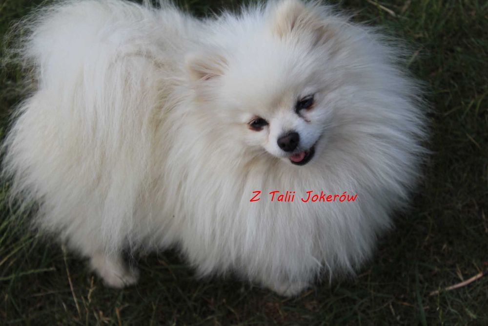 Szpic pomeranian piesek