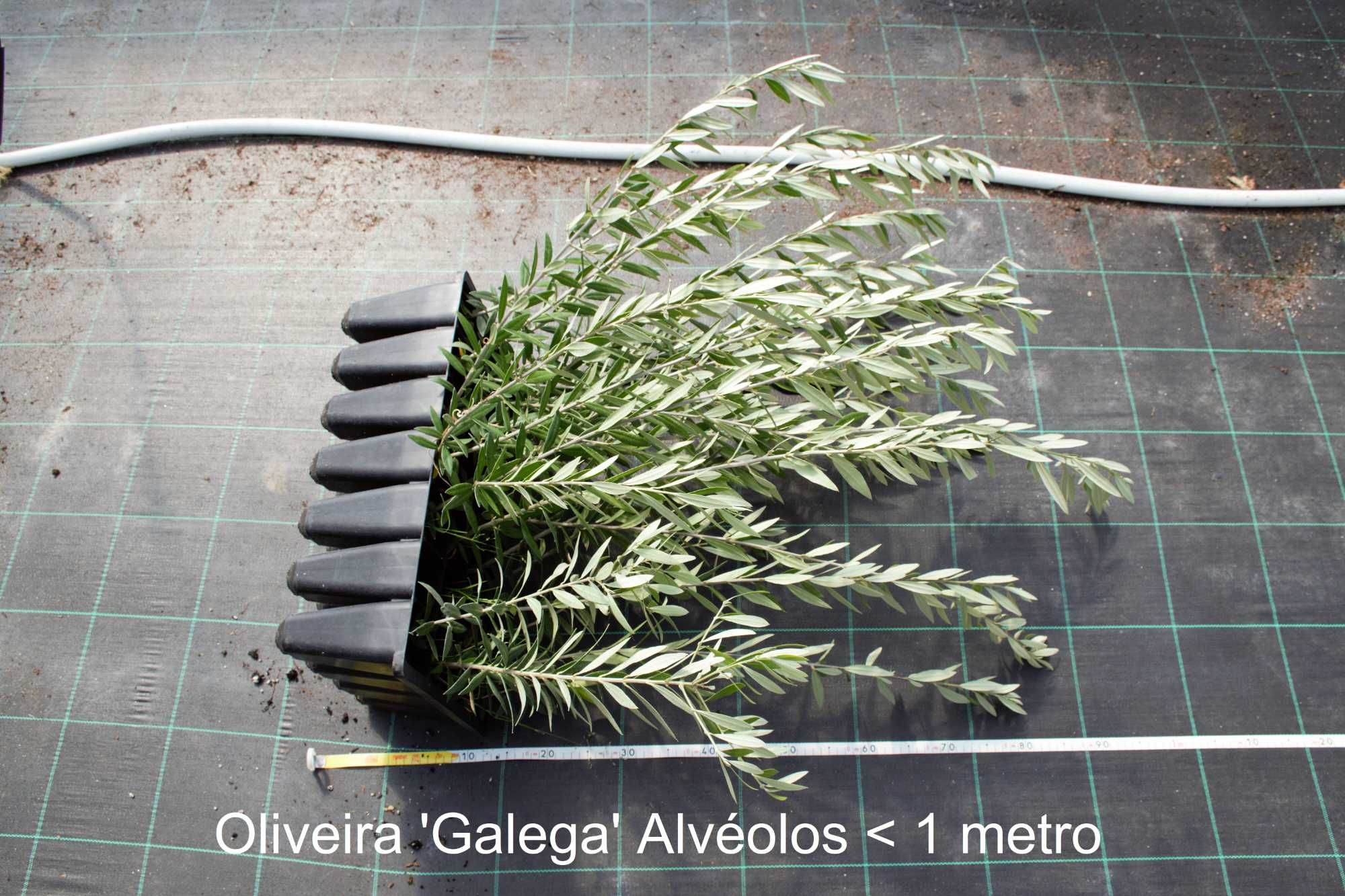 Oliveiras ‘Galega’