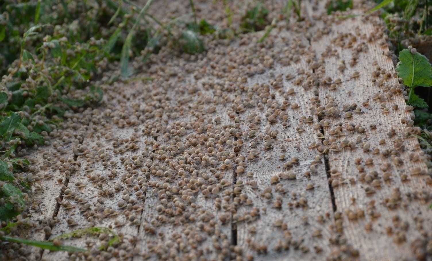 Hodowla ślimaków - kokony, oseski Helix Aspersa Muller