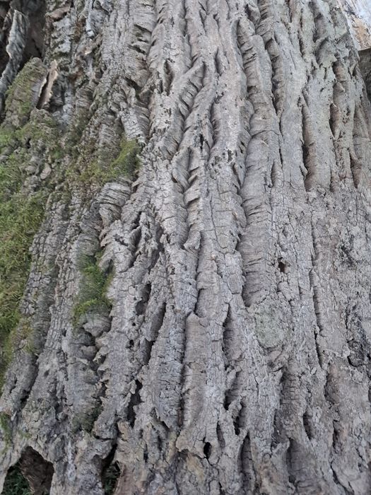Кора пробки пробкового дерева бархат амурський. Якісна, красива, суха