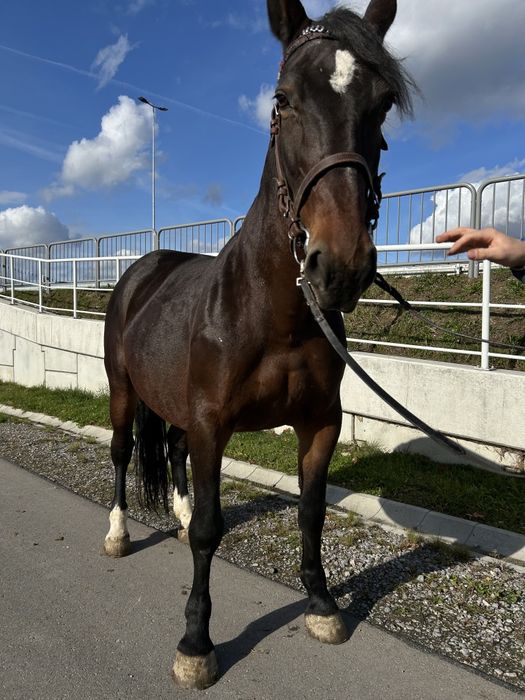 Klacz śląska  programowa