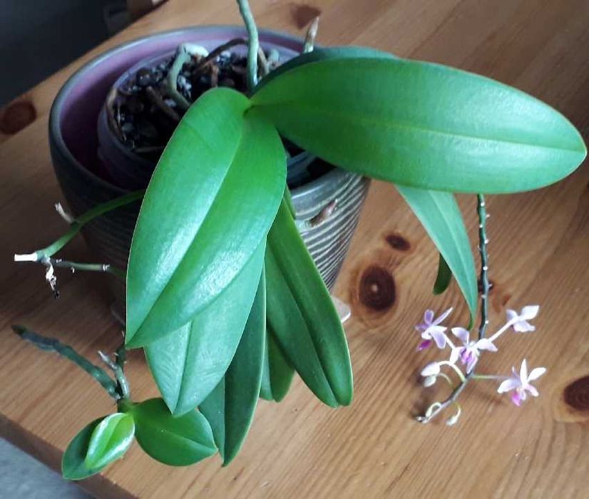 Storczyk botaniczny phalaenopsis equestris keiki - rezerwacja!