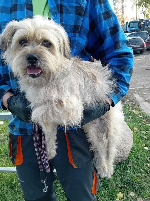 Teddy cudny psiak do adopcji