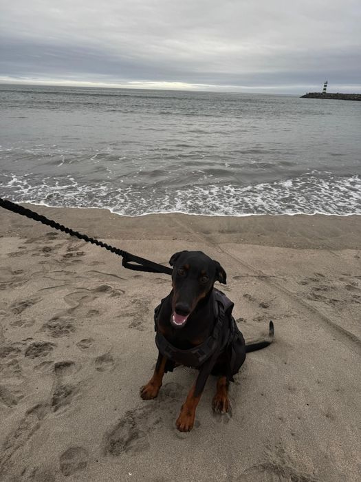 Dobermann macho puro