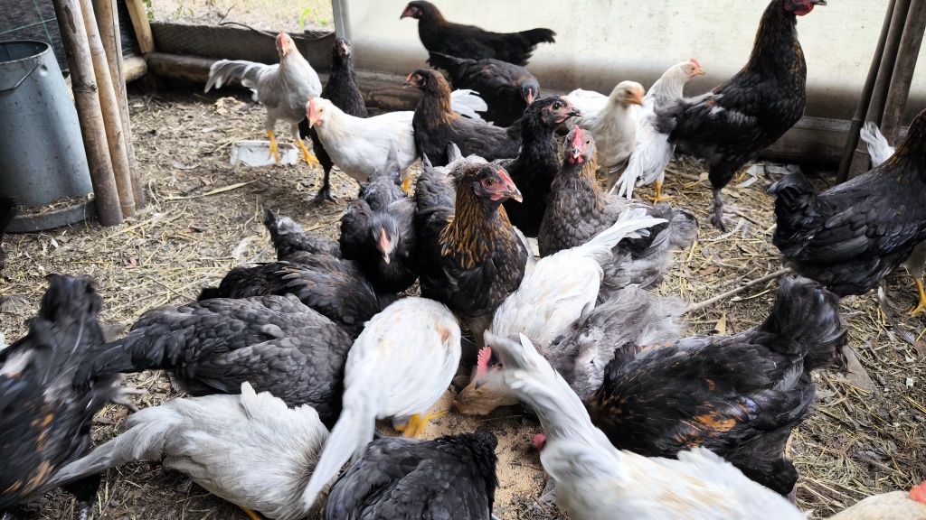 Leghorn Isabella e Marans,  2024