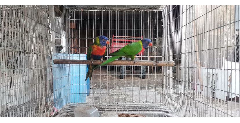 Loris casais adultos