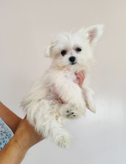 Śliczny Piesek Maltańczyk  • GOTOWE DO ODBIORU