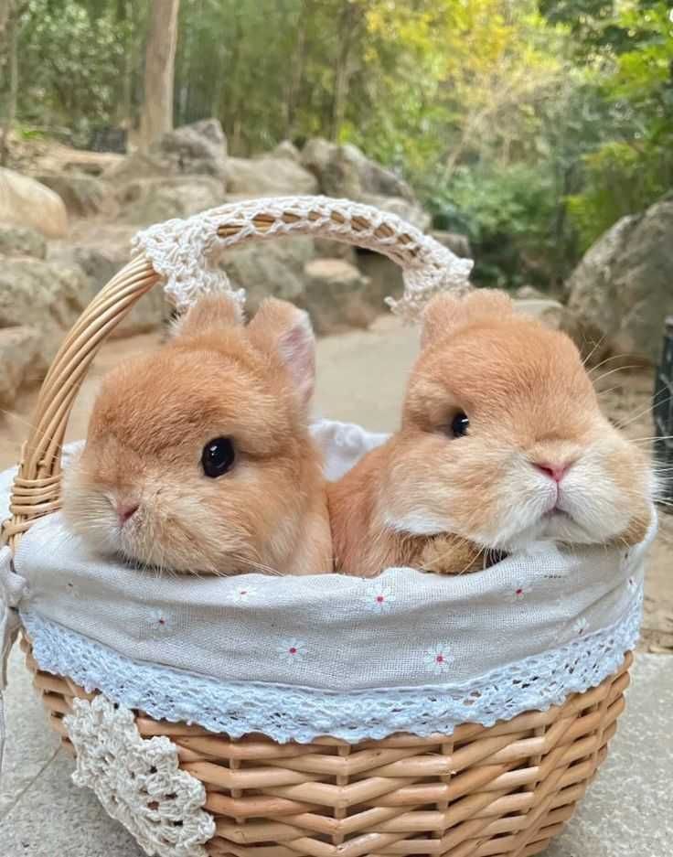 Coelhos mini Bebés+Gaiola nova+alimentação adequada