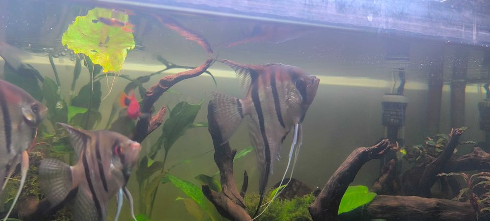 Escalar red back manacapuru 15cm