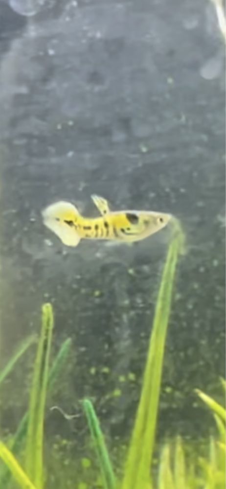 Guppys para venda