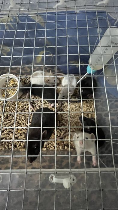 Крысы дамбоухие,ручные,Харьков